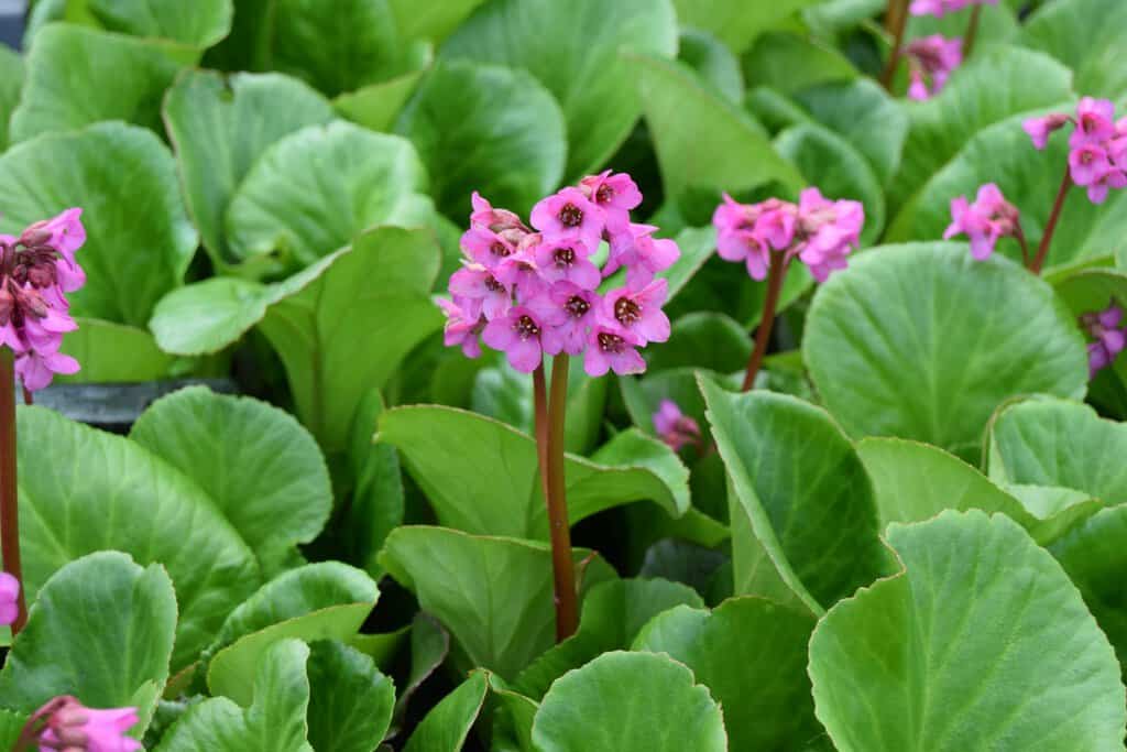 Bergenia 'Bressingham Ruby' ® ---